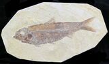 Knightia Fossil Fish - Wyoming #32942-1